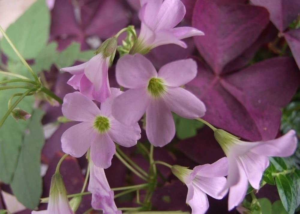 12PCS Purple Shamrocks Bulbs Good Luck Plant Purple Oxalis Bulbs for Planting Grows Indoor or Outdoor Oxalis Triangularis Bulb The Novice