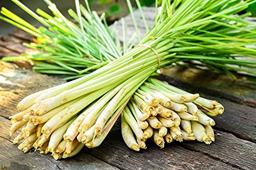 Lemongrass Tea Loose Leaf Bulk – 8 oz Loose Leaf Herbal Tea – Tea With Lemongrass – Lemongrass Teas – Caffeine Free - Loose Leaf Tea Lemongrass - Lemongrass Tea Loose – Lemongrass For Tea
