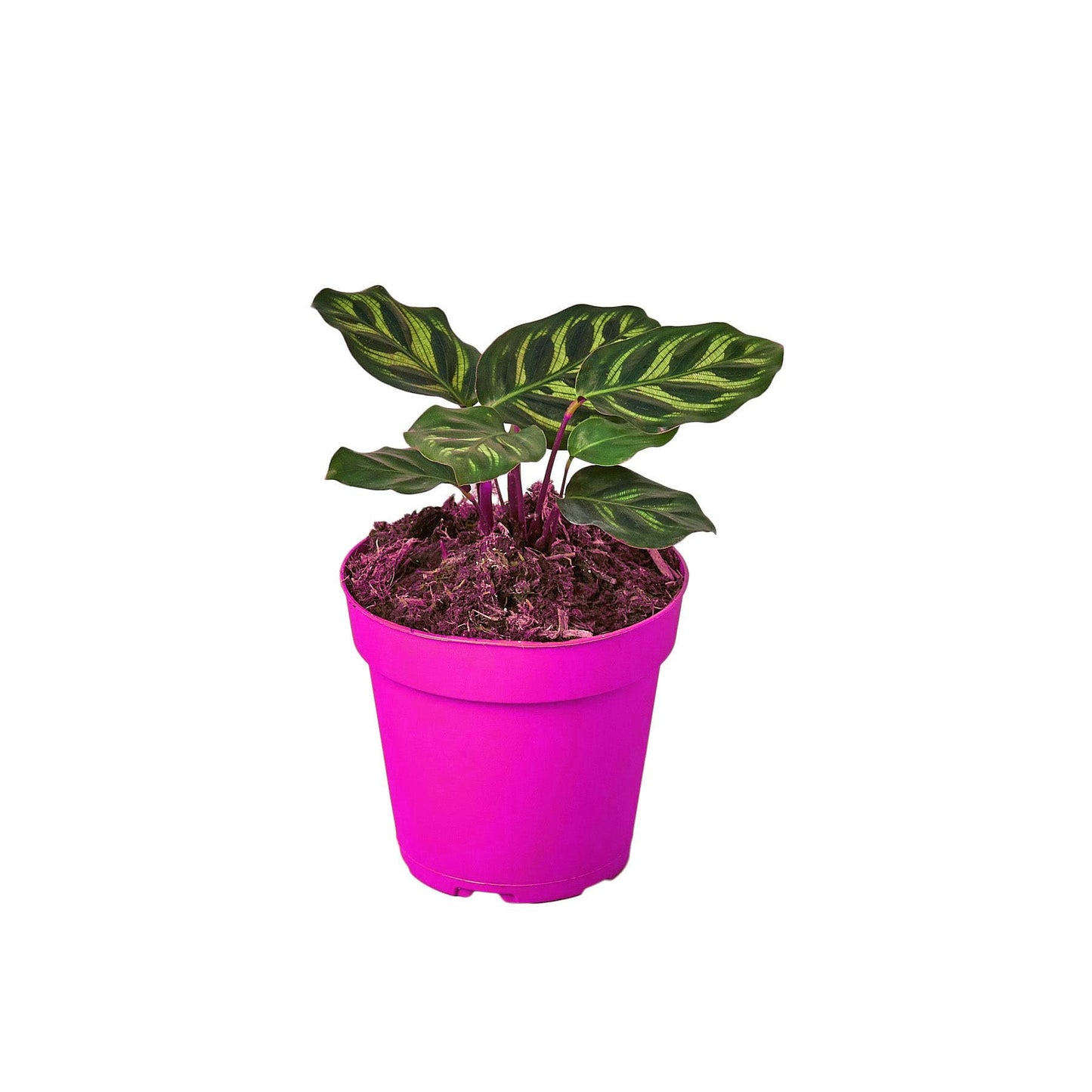 2 Pack Calathea 'Makoyana' in 4in Pot - Live Tropical Houseplant - Easy to Grow | Air Purifying | Pet Friendly | Variegated | USA Growers | The Snobby Leaf