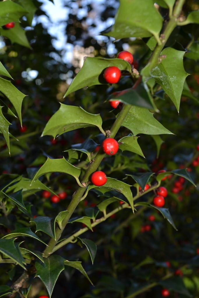 Live Plant - Dragon Lady Holly Shrub/Bush/Tree โ 6-12" Tall Seedling โ Live Plant - 3" Pot