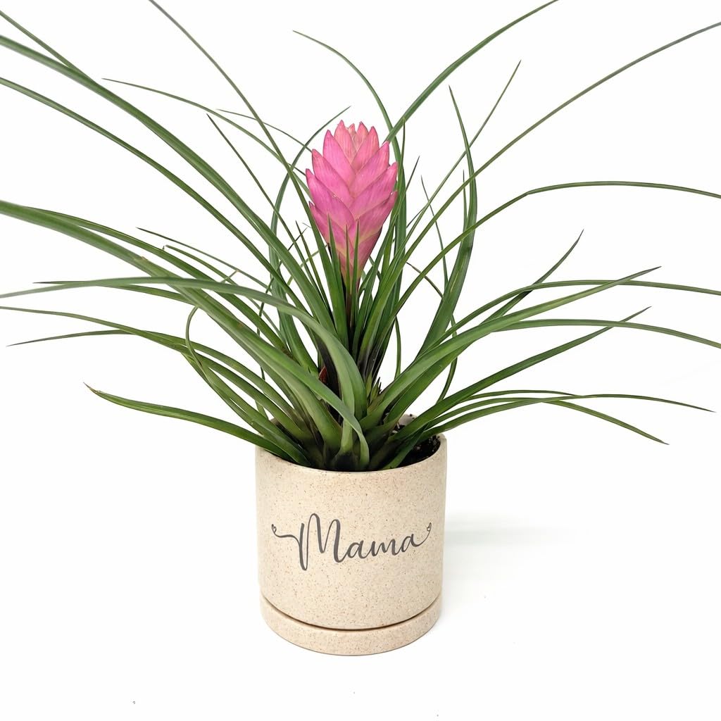 IUPTOWN CHIC Mama Planter with Live Plant β Gift for Mom from Daughter or Son, Mother's Day Plant Gift, Indoor Decorative Planter with Tillandsia Pink Cyanea (Tillandsia Pink Cyanea - Sandstone)