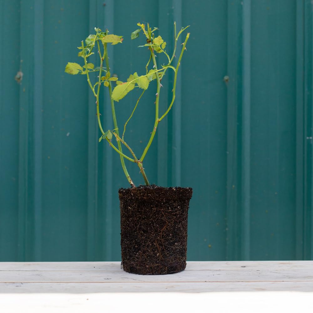Heirloom Roses Rose Plant - Fragrant Dream Apricot Rose Bush, Hybrid Tea Live Plant for Planting Outdoors