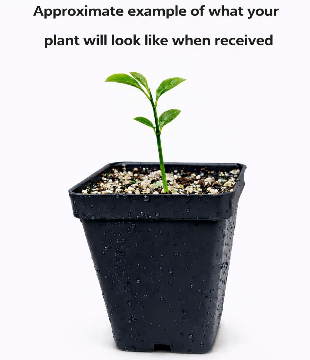 Nagami Kumquat Tree - 2-5 Inch Tall Live Plant - Potted Indoor/Outdoor Seedling - Orange Fruit Citrus Plant - Fortunella Margarita