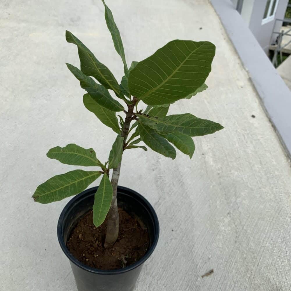 Live Plant - Cashew Nut/Pajuil (Anacardium Occidentale) Tropical Fruit Tree 12โ-18โ Big