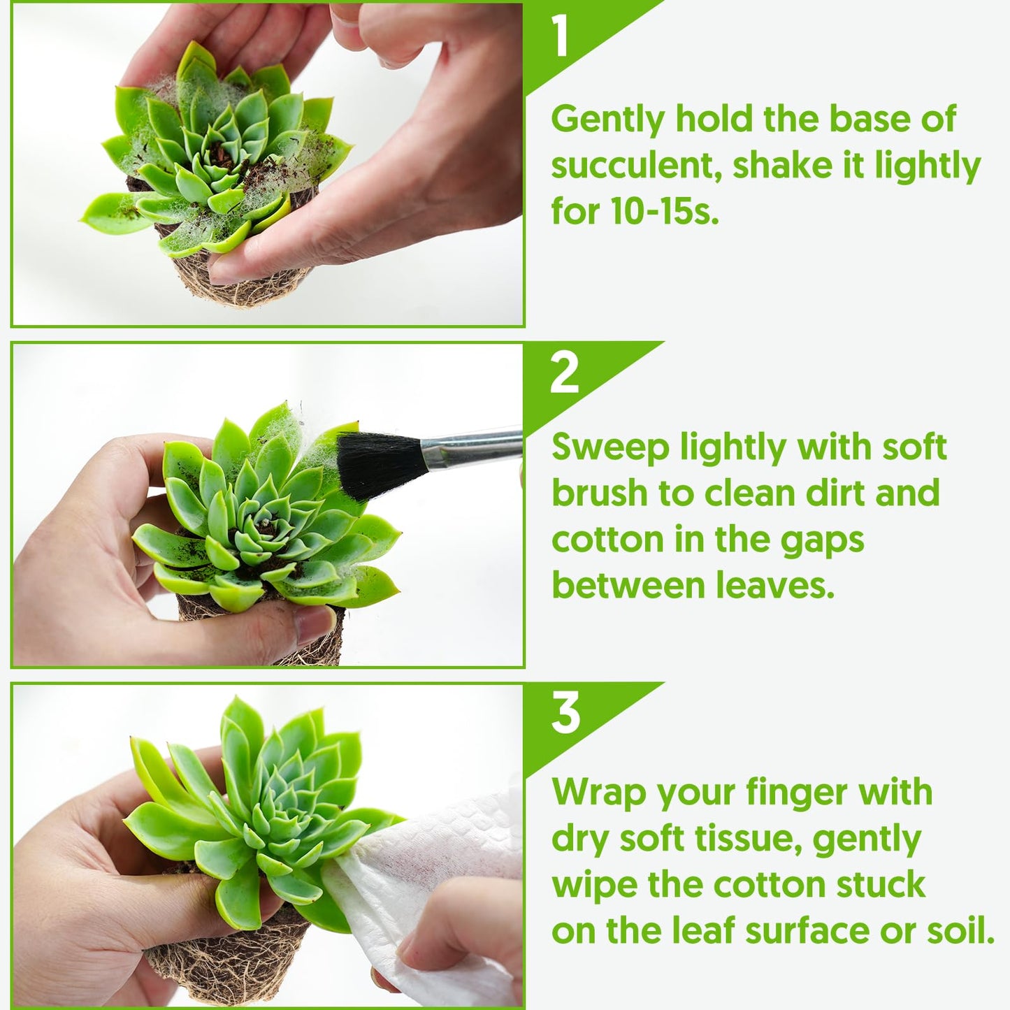 Sprout N Green Variegated Bear’s Paws, Live Succulent Plant Fully Rooted in 2" Pot with Soil, Home Office Indoor Outdoor Wedding Decoration DIY Project, Easy to Care, Keep Away from Pets