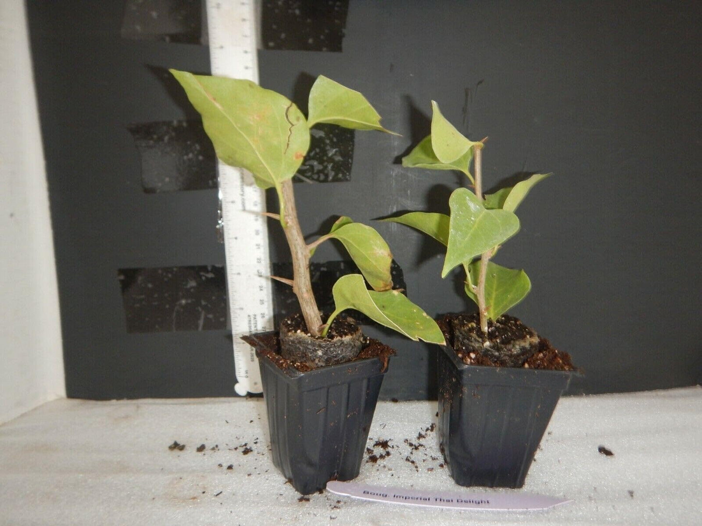 Live Plant - Violet Bougainvillea Small Well Rooted Starter Plant