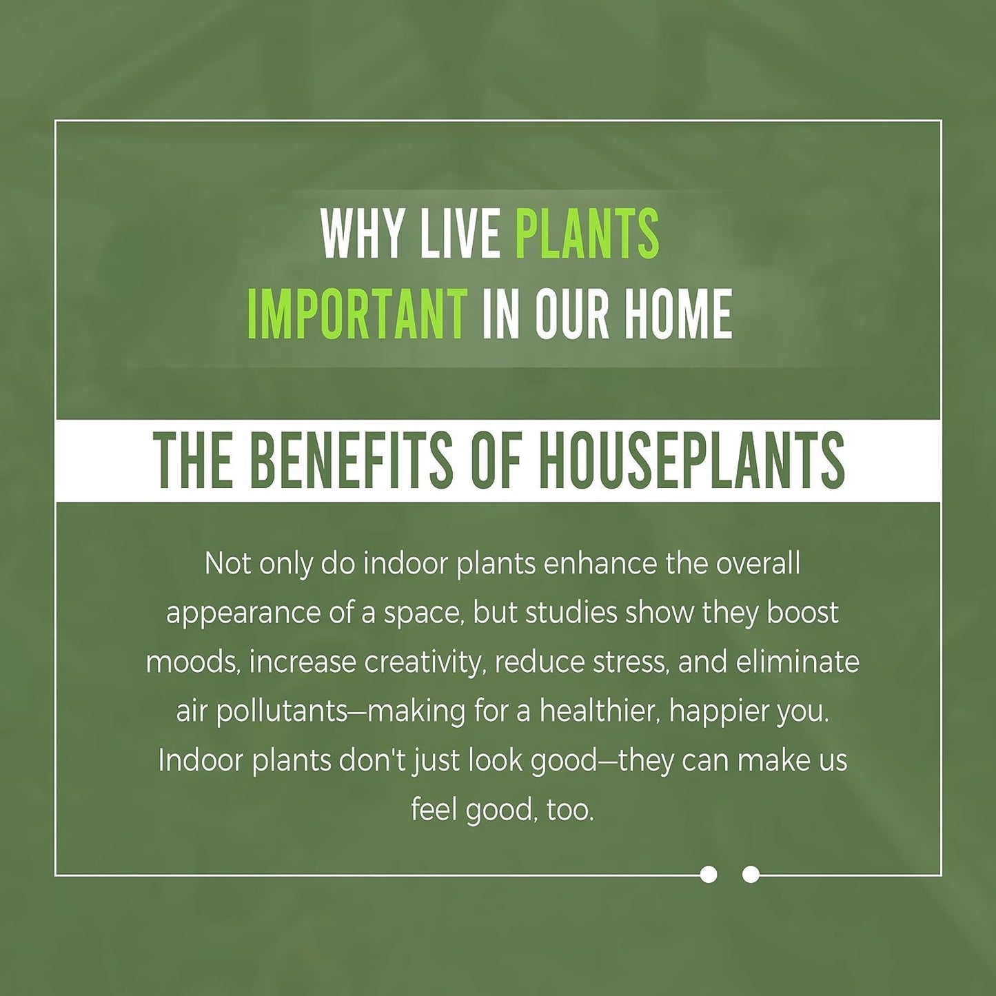 LEAL PLANTS ECUADOR Anthurium Veitchii |Green Live House Plant for Indoor| Anthuriums Live Exotic Houseplants|Anthurium Exotic Houseplants| Unique Gift for Plant Lovers