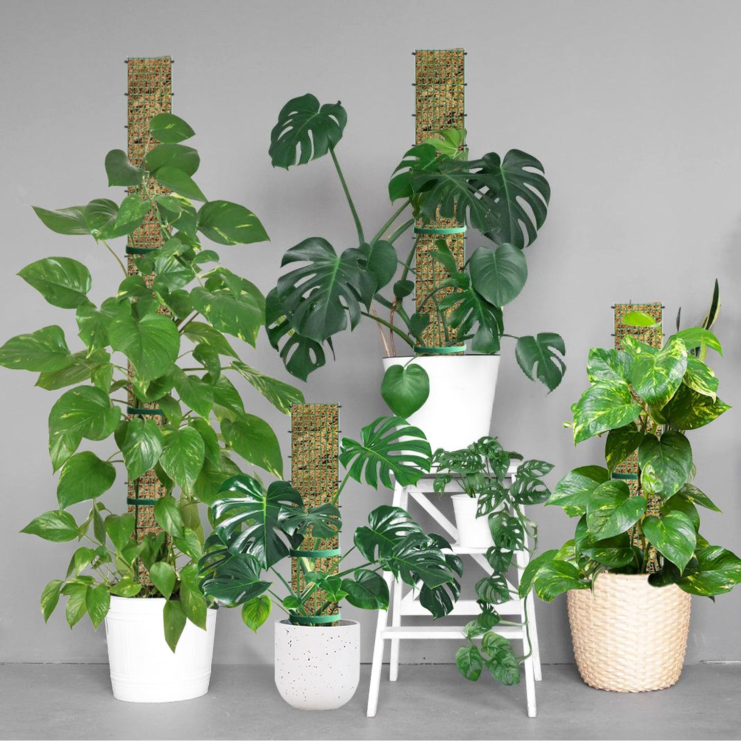 60"/40"/24" Metal Moss Pole, D Shape Sphagnum Moss Pole, Moss Poles for Climbing Plants, Monstera, Indoor Climbing Plants (3 Each of 40" 24")