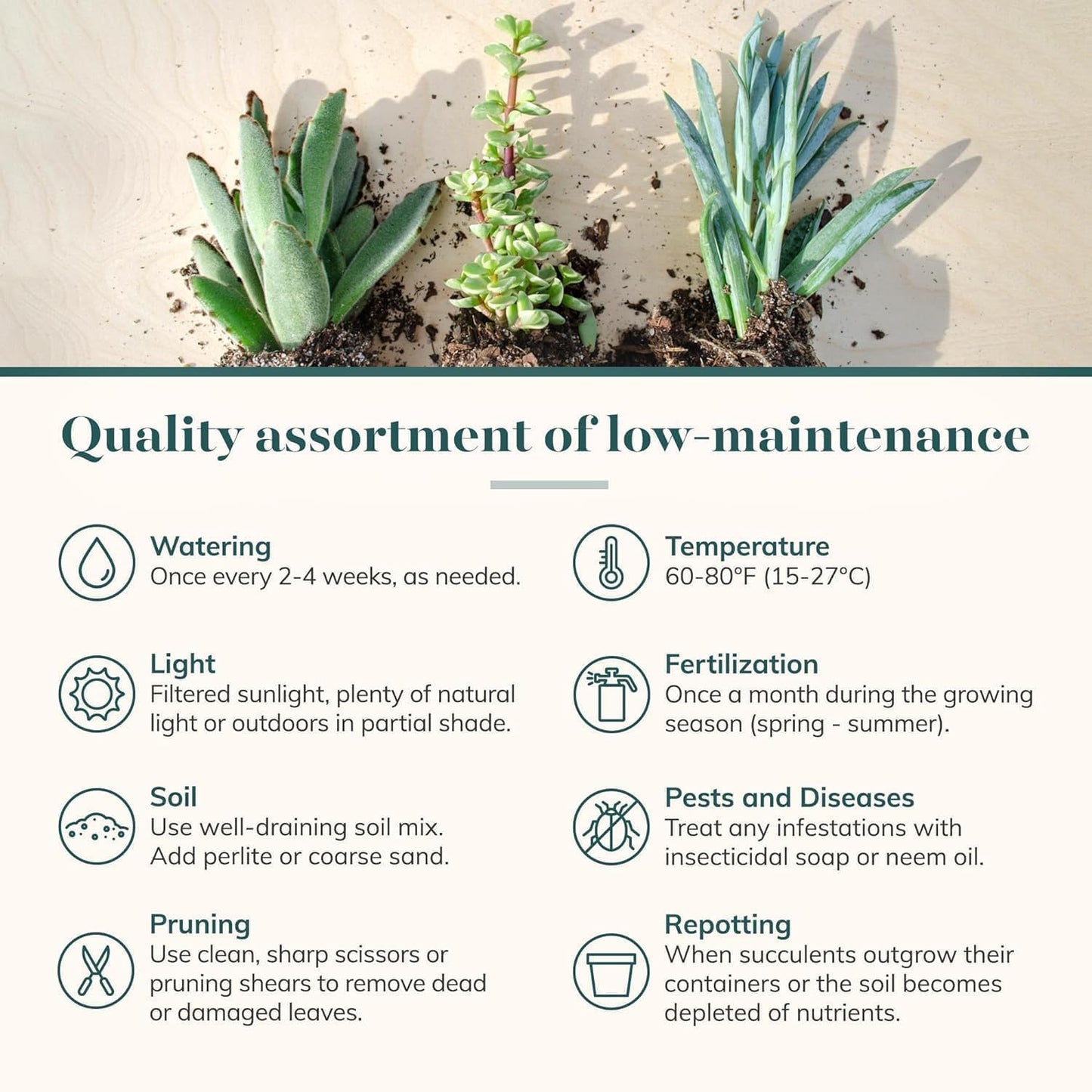 Shop Succulents Spring Beauties Bulk Succulent Plant Pack – Live Mini Succulent Plants, Bright Colorful Mix, Easy Care Houseplants – Gardening, Terrariums, Gifts & Party Favors, 2" Pots