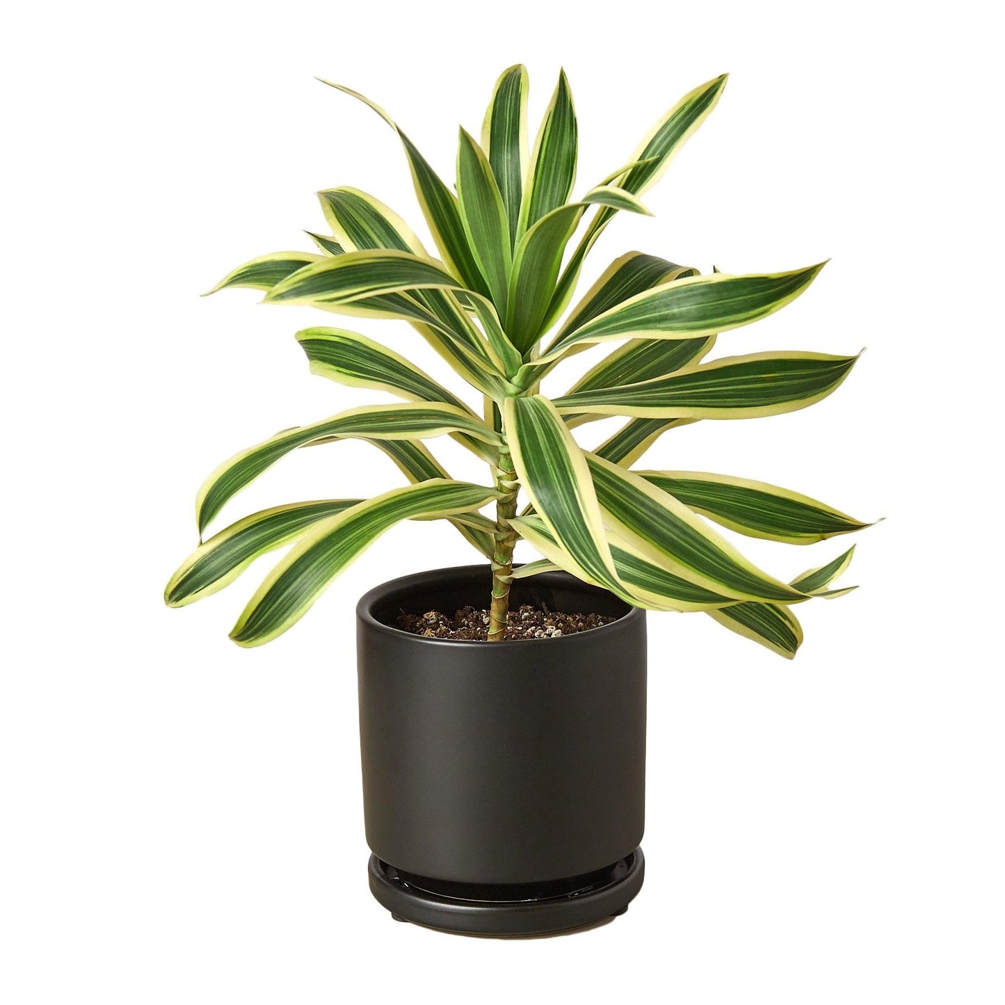 6 Pack Dracaena 'Song of India' in 6in Pot - Live Plants Tropical Houseplants | Variegated | USA Growers | The Snobby Leaf