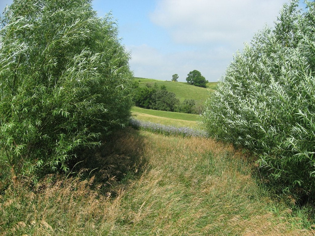 18 Hybrid Willow Trees - Privacy Trees Fast Growing - Great Visual and Sound Barrier - Growing Tutorial Video Link