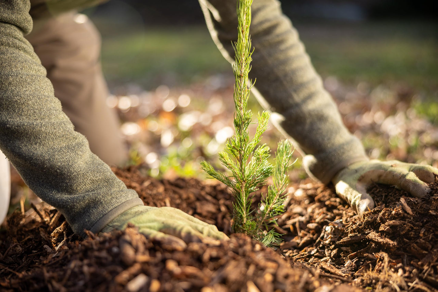 Black Hills Spruce Live Tree Plug Seedlings | 6"-12" | Arbor Day Foundation (5-Pack)
