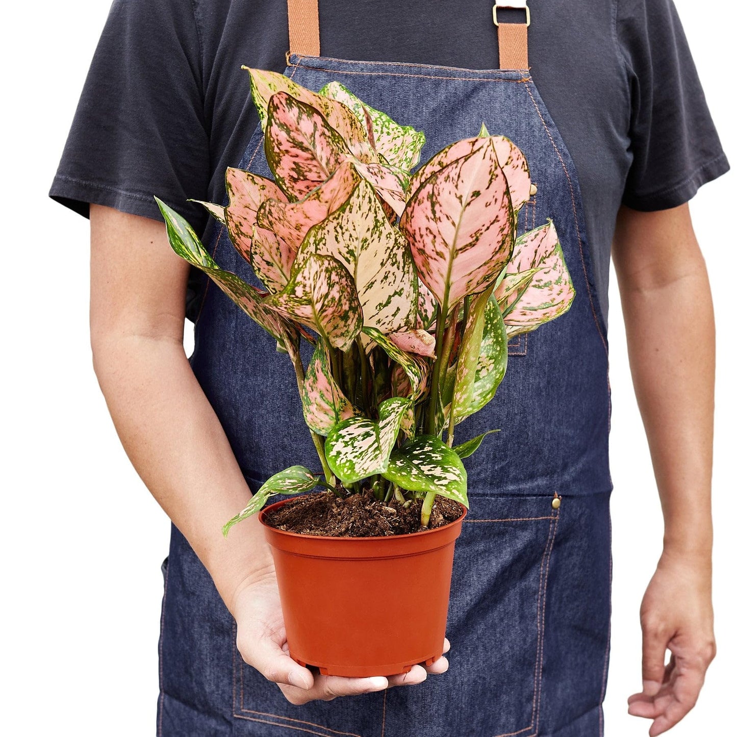 2 Pack Chinese Evergreen 'Lady Valentine' in 2in Pot - Live Plants Tropical Houseplants | Variegated | USA Growers | The Snobby Leaf