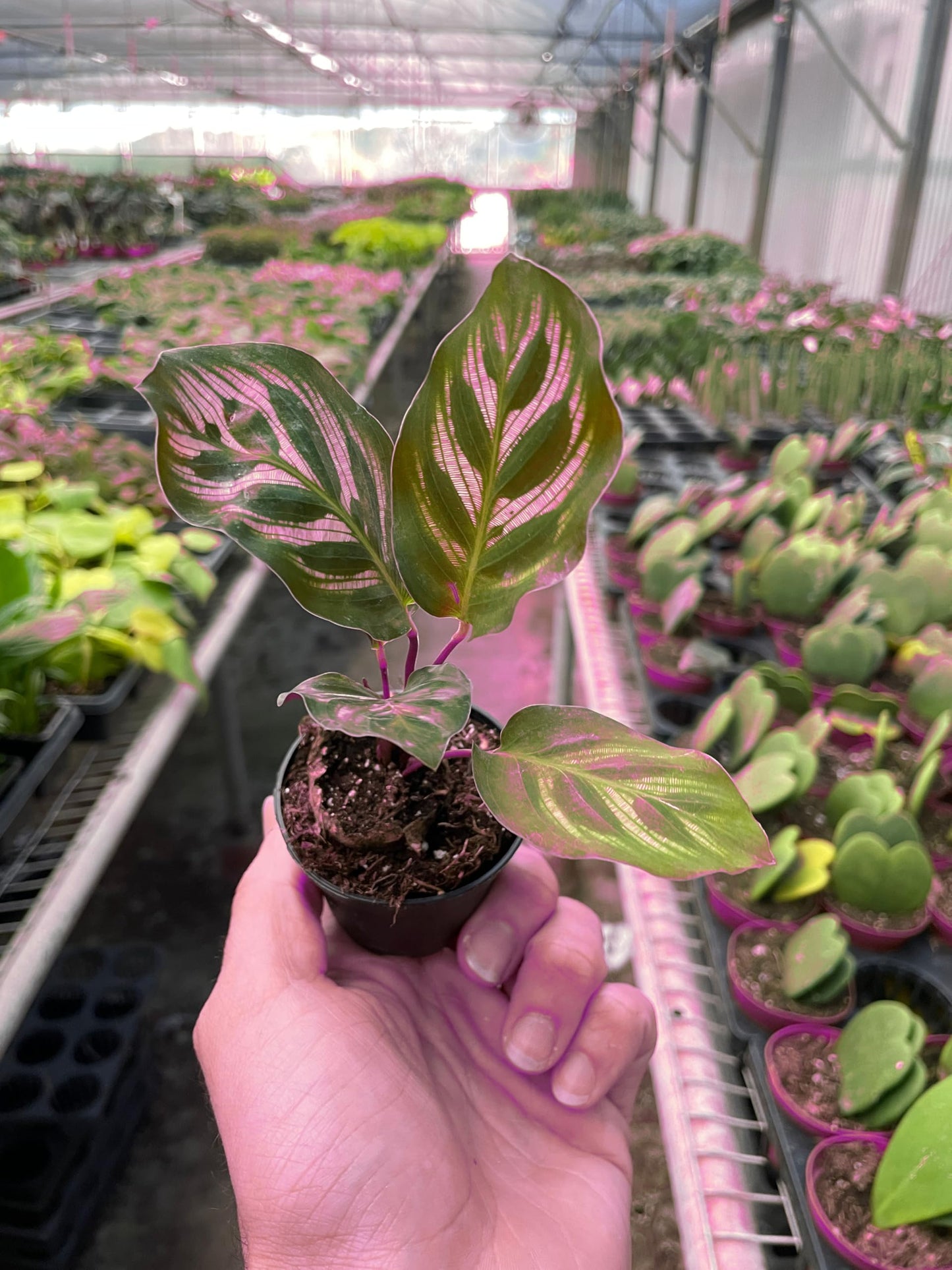 4 Pack Calathea 'Makoyana' in 6in Pot - Live Tropical Houseplant - Easy to Grow | Air Purifying | Pet Friendly | Variegated | USA Growers | The Snobby Leaf