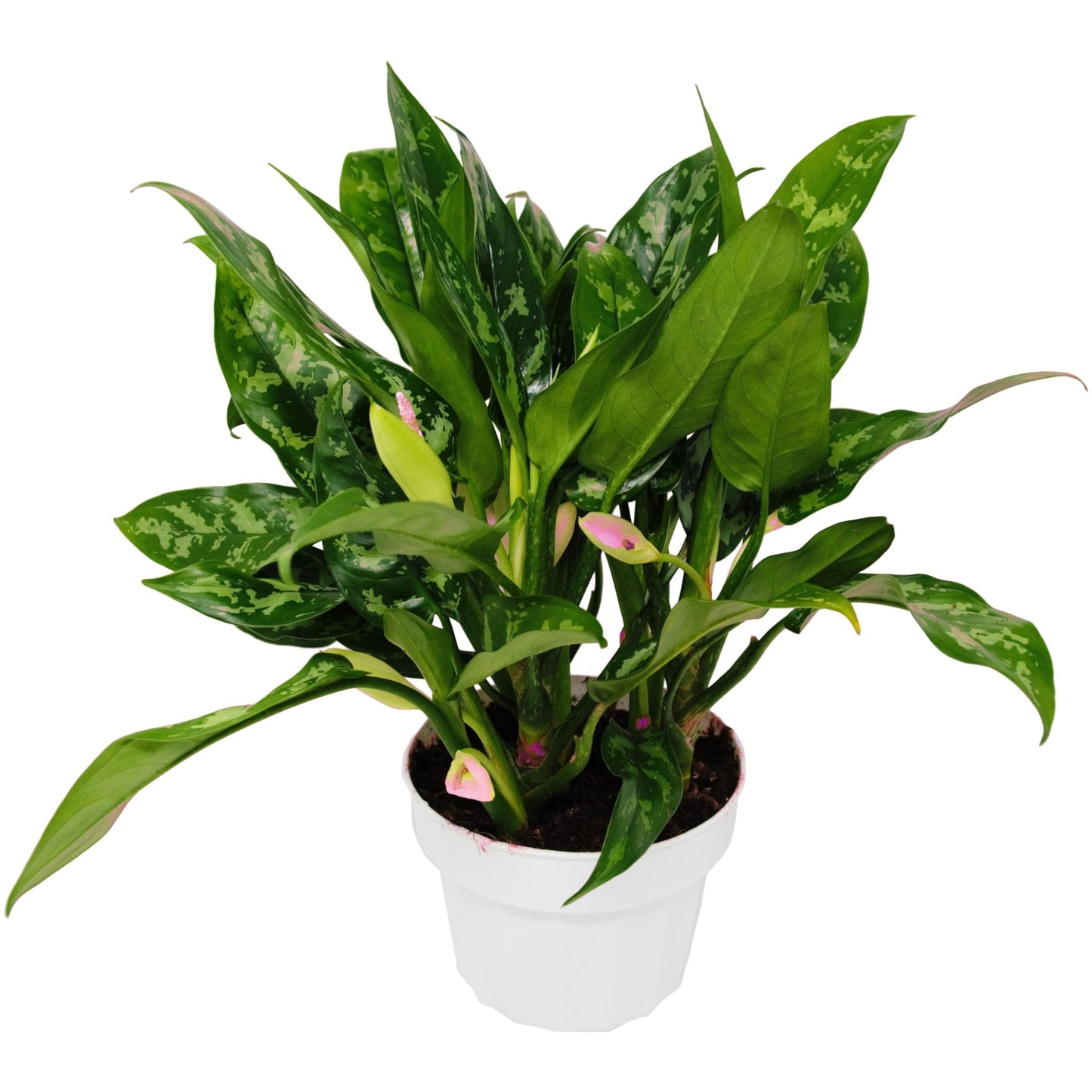 7 Pack Chinese Evergreen 'Maria' in 6in Pot - Live Tropical Houseplant - Easy to Grow | Air Purifying | Variegated | USA Growers | The Snobby Leaf