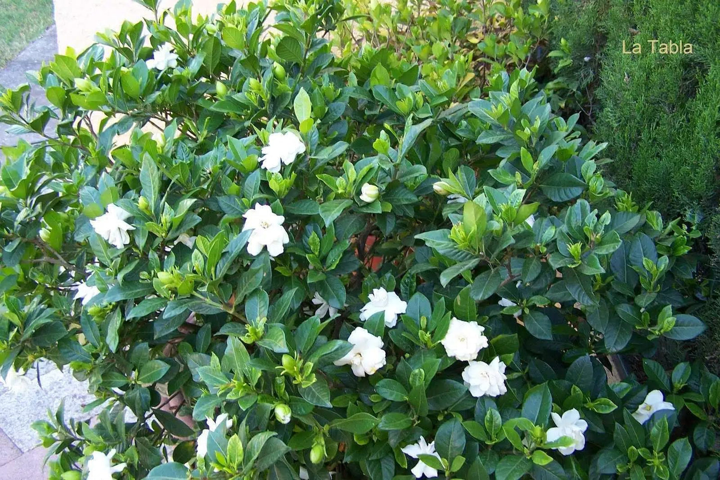 Live Plant - Gardenias (Gardenia jasminoides Ellis) 1โ-2โ feet Tall