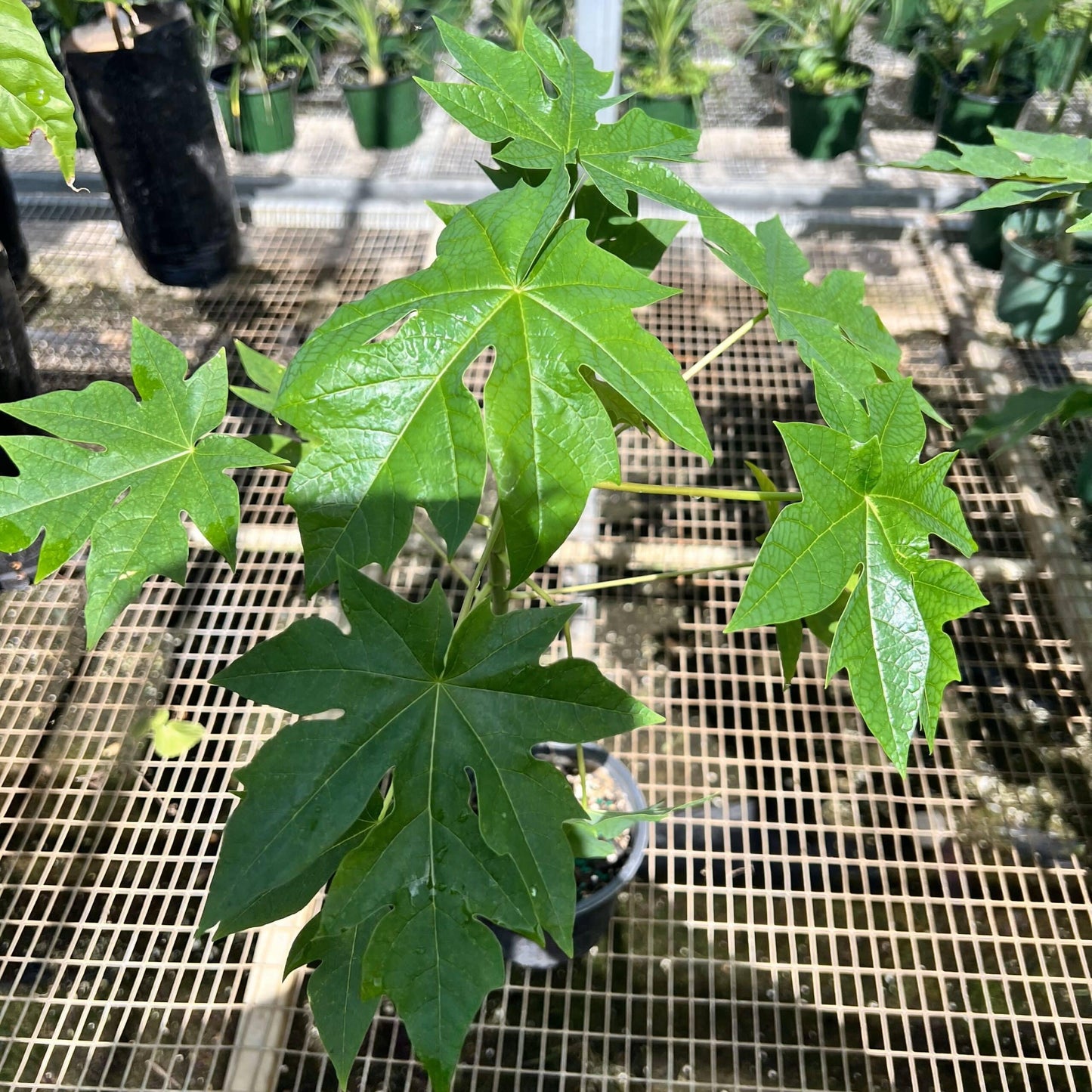 Live Plant - Papaya (Carica Papaya) Live Fruit Tree 1โ-2โ