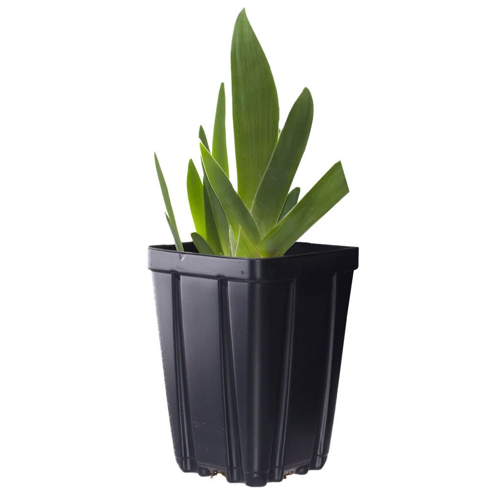Swingtown Bearded Iris Plant Potted, Fragrant Hot Pink and Purple Flowers, Stargazer Perennials