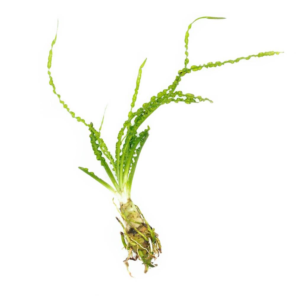Marcus Fish Tanks Crinum Calamistratum Easy to Grow Hardy Live Aquarium Plant Betta Fish Plants