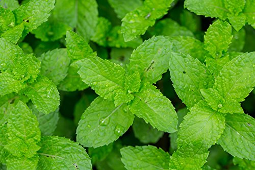 US Organic 100% Pure Peppermint Essential Oil - USDA Certified Organic - 10 ml - w/Improved caps and droppers (More Size Variations Available)