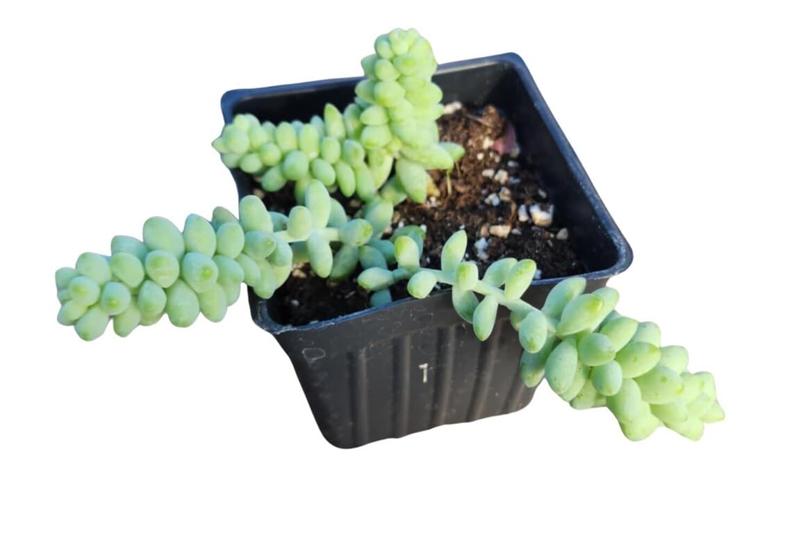 Smoke Camp Crafts Burro's Tail Succulent Plant, Sedum Morganianum, 2.5-inch Pot, Organic House Plant
