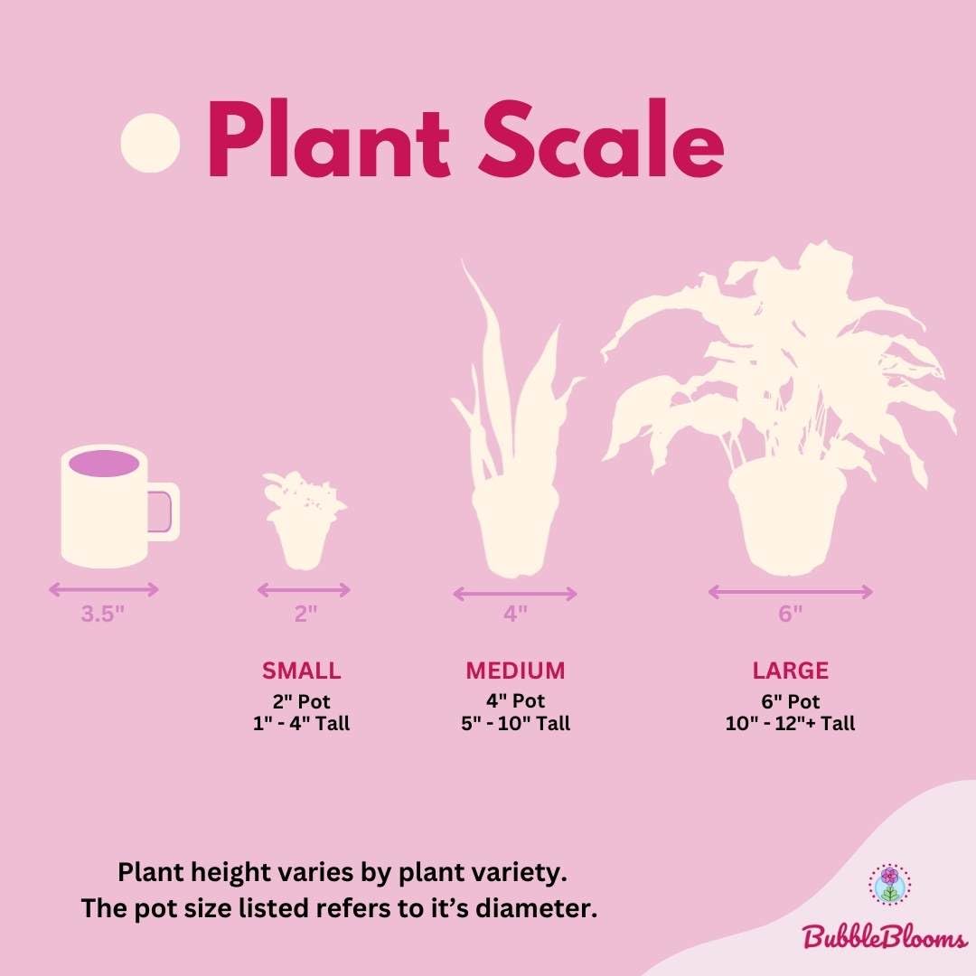 BubbleBlooms Rare Alocasia Assortment, 2 inch Set of 4, Jewel, Jacklyn, Cuprea Pixie Plants