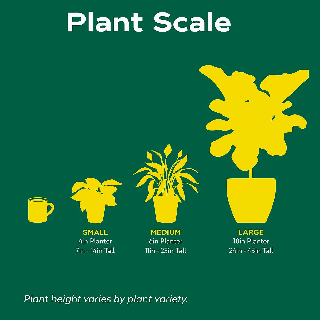 Snake 'Lavranos' | Live Plant for Indoor & Outdoor | for Living Room, Office, Bathroom | (4" Pot)