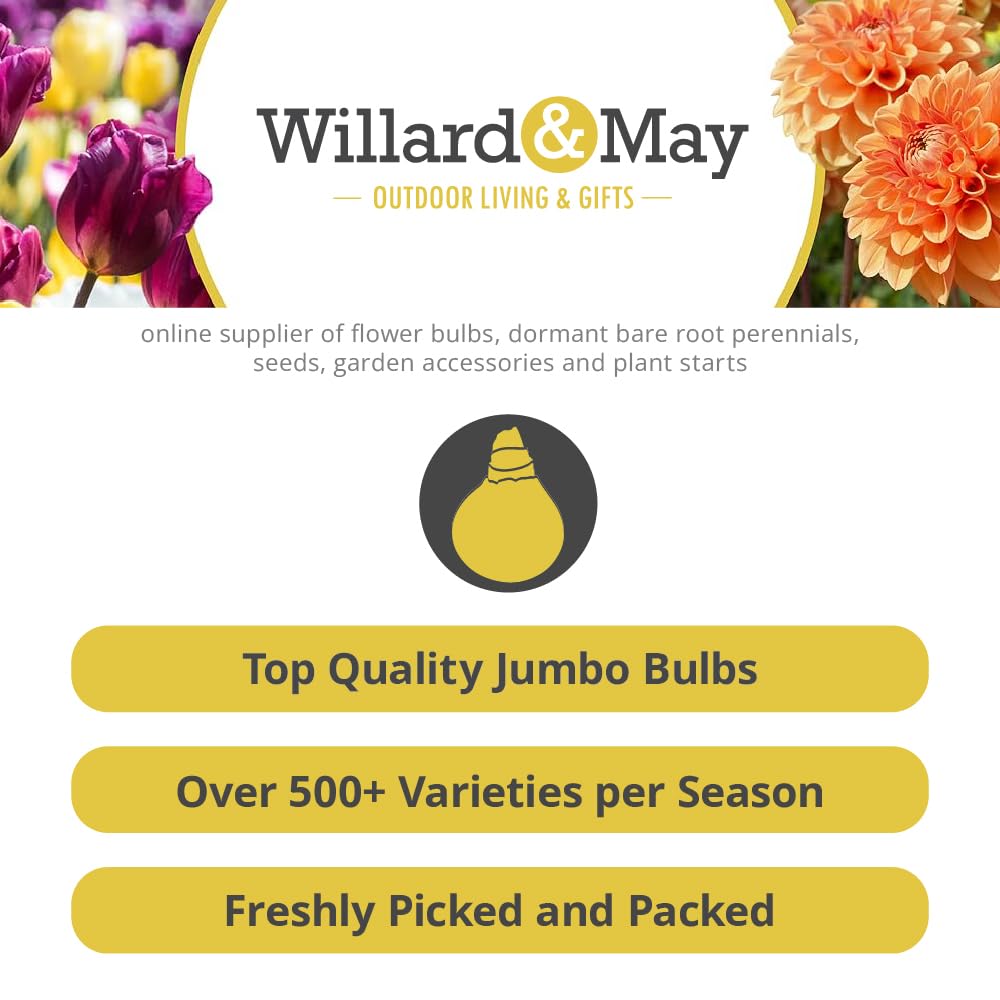 25 Pink Ranunculus Bulbs for Planting - Buttercup Flower Bulb Value Bag - Plant in Gardens, Containers & Flowerbeds - Easy to Grow Fall Perennial Flowers Bulbs by Willard & May