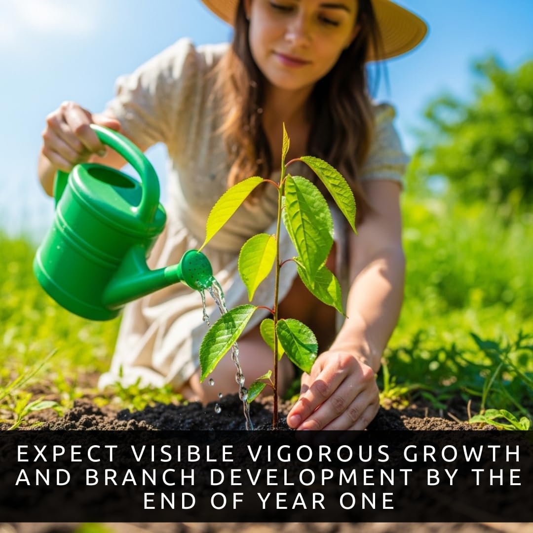 2 Sweet American Plum Tree Seedlings for Planting – Well-Rooted 1-Year-Old Trees (2), Easy-to-Grow Fruit Trees for Home Gardens, Backyard Orchards, and Fresh Plum Harvests