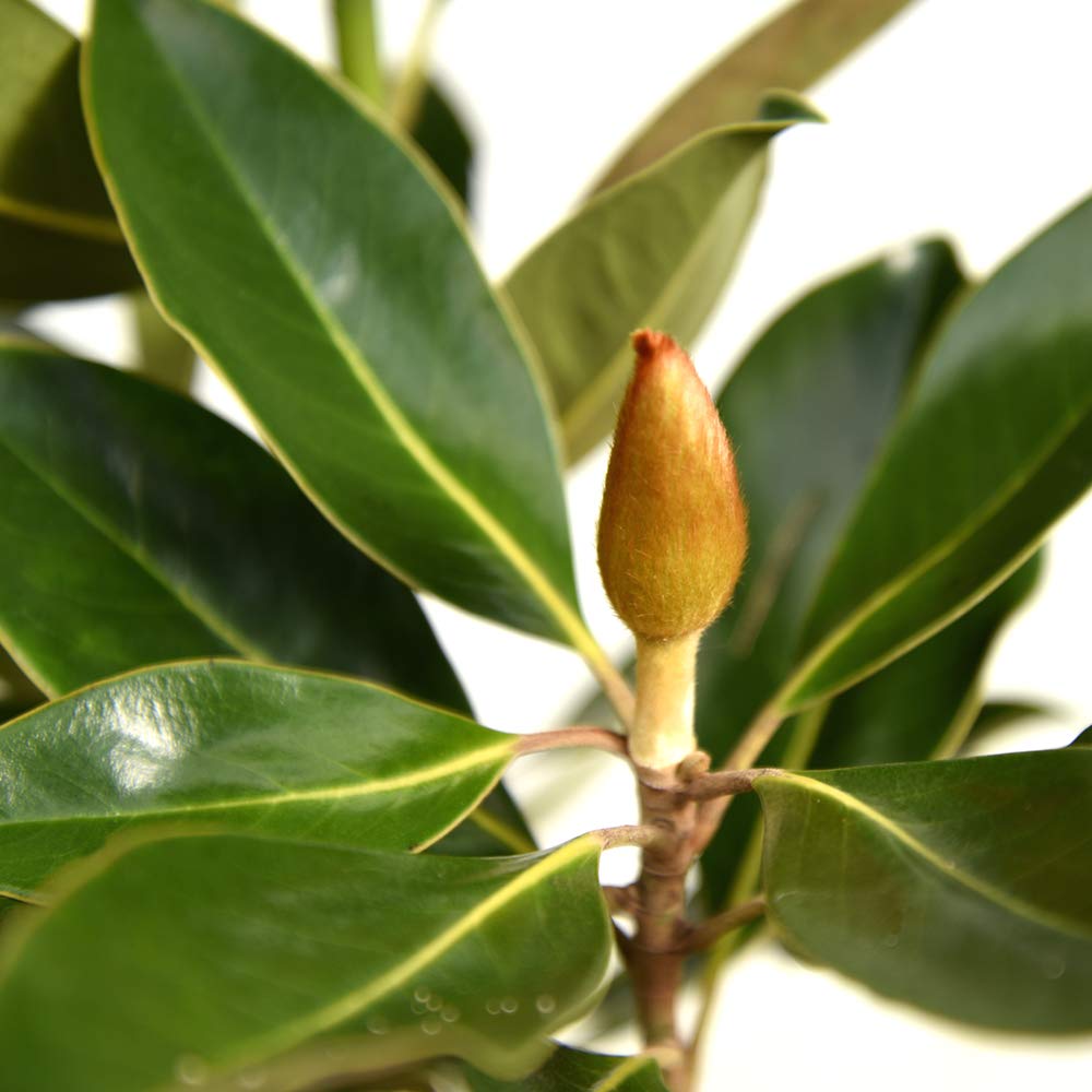Perfect Plants Little Gem Magnolia Live Plant, 2-3', Includes Care Guide