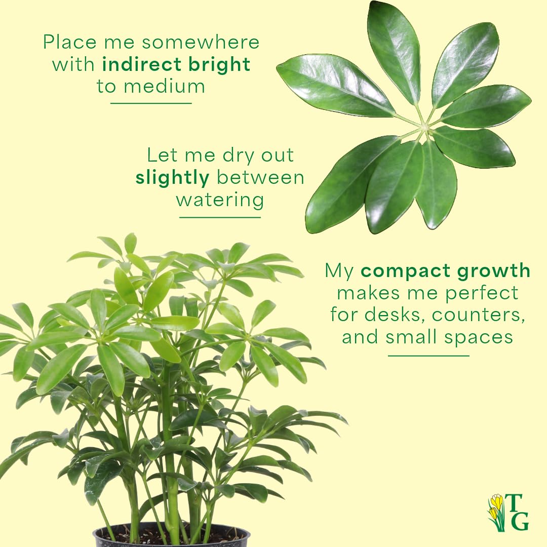 Thorsen's Greenhouse Live Arboricola Umbrella Tree Plant, Schefflera Arboricola, Natural Air Purifier, Easy to Grow, Live Indoor Houseplant, 4-inch Diameter (Coffee)