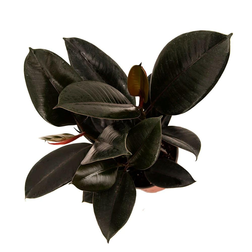 American Plant Exchange Burgundy Rubber Tree – 6-Inch with Pot – Live Easy Care Ficus Elastica Houseplant, Air Purifying Indoor Tree for Home, Office, Patio, or Housewarming Gift