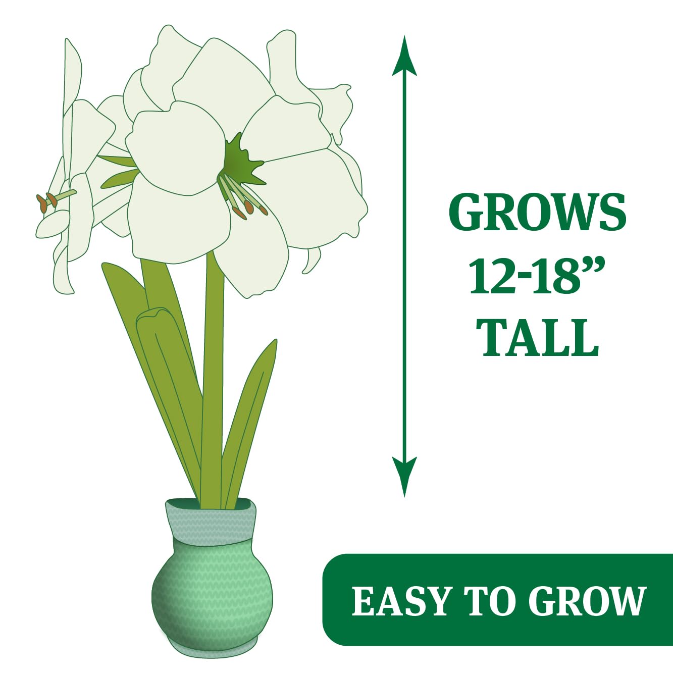 Cheer Up Buttercup Sweater Amaryllis Flower Bulb with Stand, No Water Needed, Gift Ready