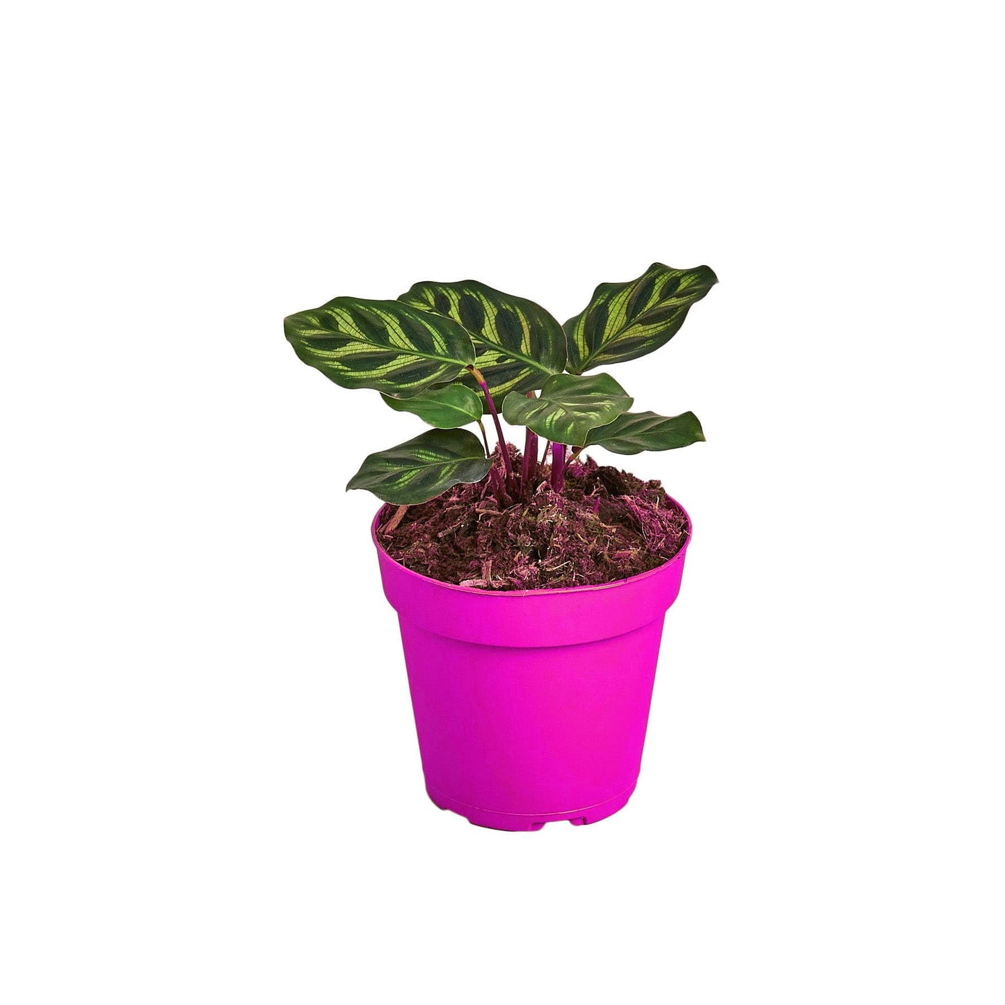 Calathea 'Makoyana' - 4" Pot in 4in Pot - Live Tropical Houseplant - Easy to Grow | Air Purifying | Pet Friendly | Variegated | USA Growers | The Snobby Leaf