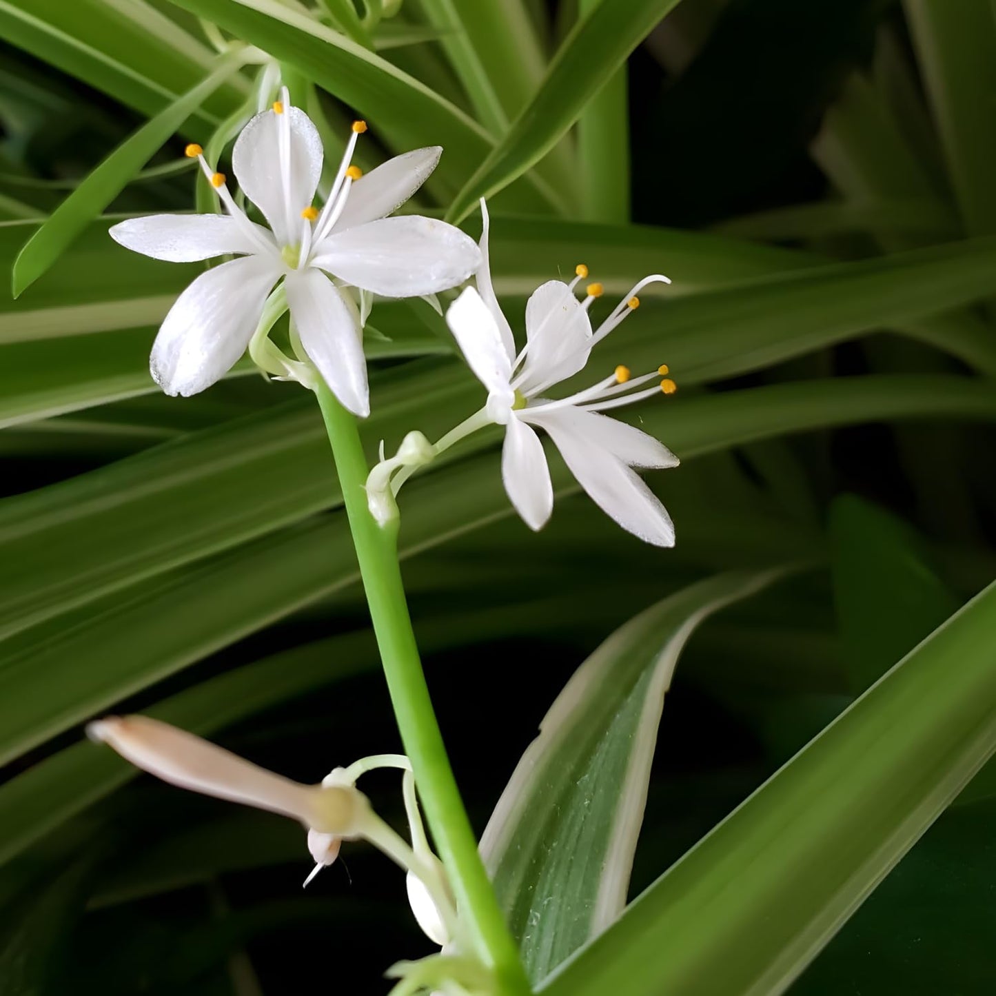 Hanging Curly Spider Plant Live in 4 Inch Pot | Bonnie Spider Plant | Air-Purifying | Low Maintenance | Perfect for Home and Office Decor | Easy Care Starter Plants