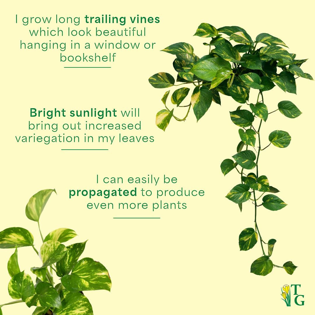 Thorsen's Greenhouse Golden Pothos, Live Indoor Vining Plant, Easy to Grow, Variegated Houseplant, Natural Air Purifier (Lavender, 4-inch Pot)