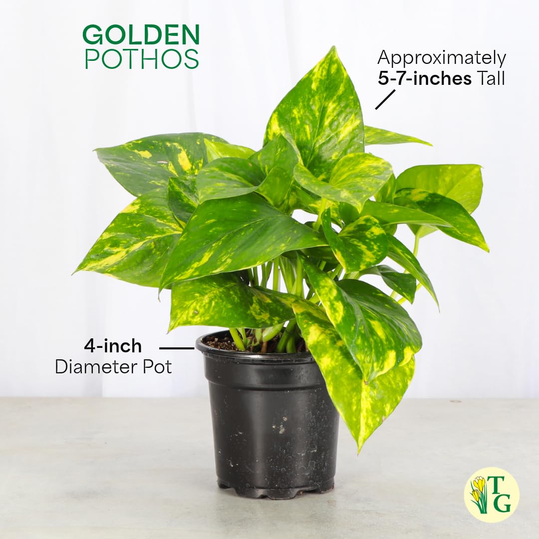 Thorsen's Greenhouse Golden Pothos, Live Indoor Vining Plant, Easy to Grow, Variegated Houseplant, Natural Air Purifier (Lavender, 4-inch Pot)