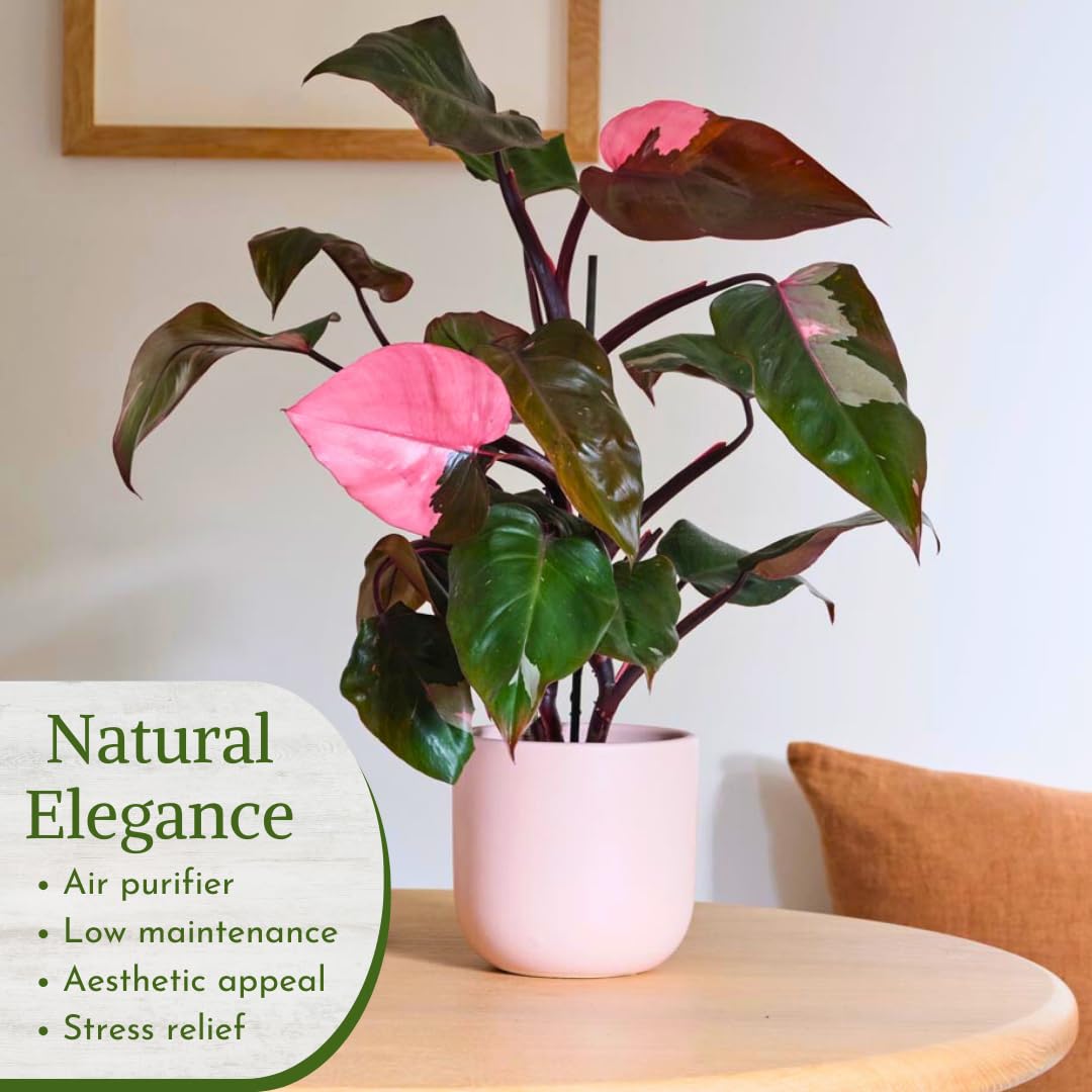 Philodendron Plant Live Exclusive Collection (4-Pack) – Rare Birkin, Gloriosum, Pink Princess & White Wizard in 2" Pot; Easy Care Indoor Plants Live Houseplants Decor for Home/Office/Garden