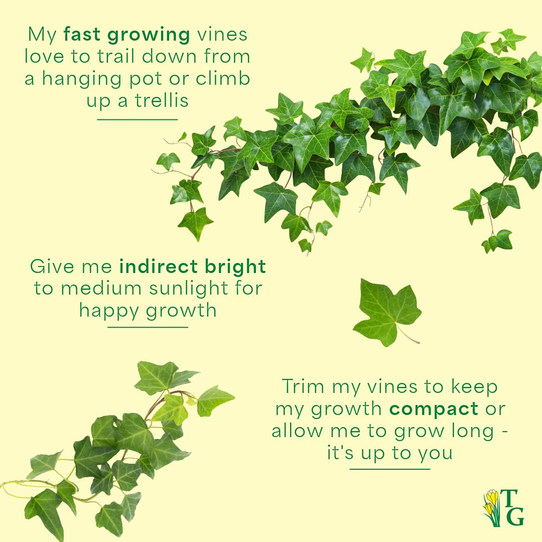 Live Green English Ivy Plant, Hedera Helix, Vining Plant, Live Indoor Plant, 4" Diameter Pot