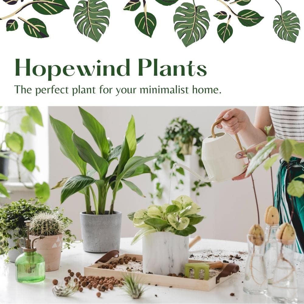 Calathea Burle Marx, Fishbone Prayer Plant, Unique and Easy to Care Live Indoor Plant, 4 inch Pot - Hopewind Plants Shop