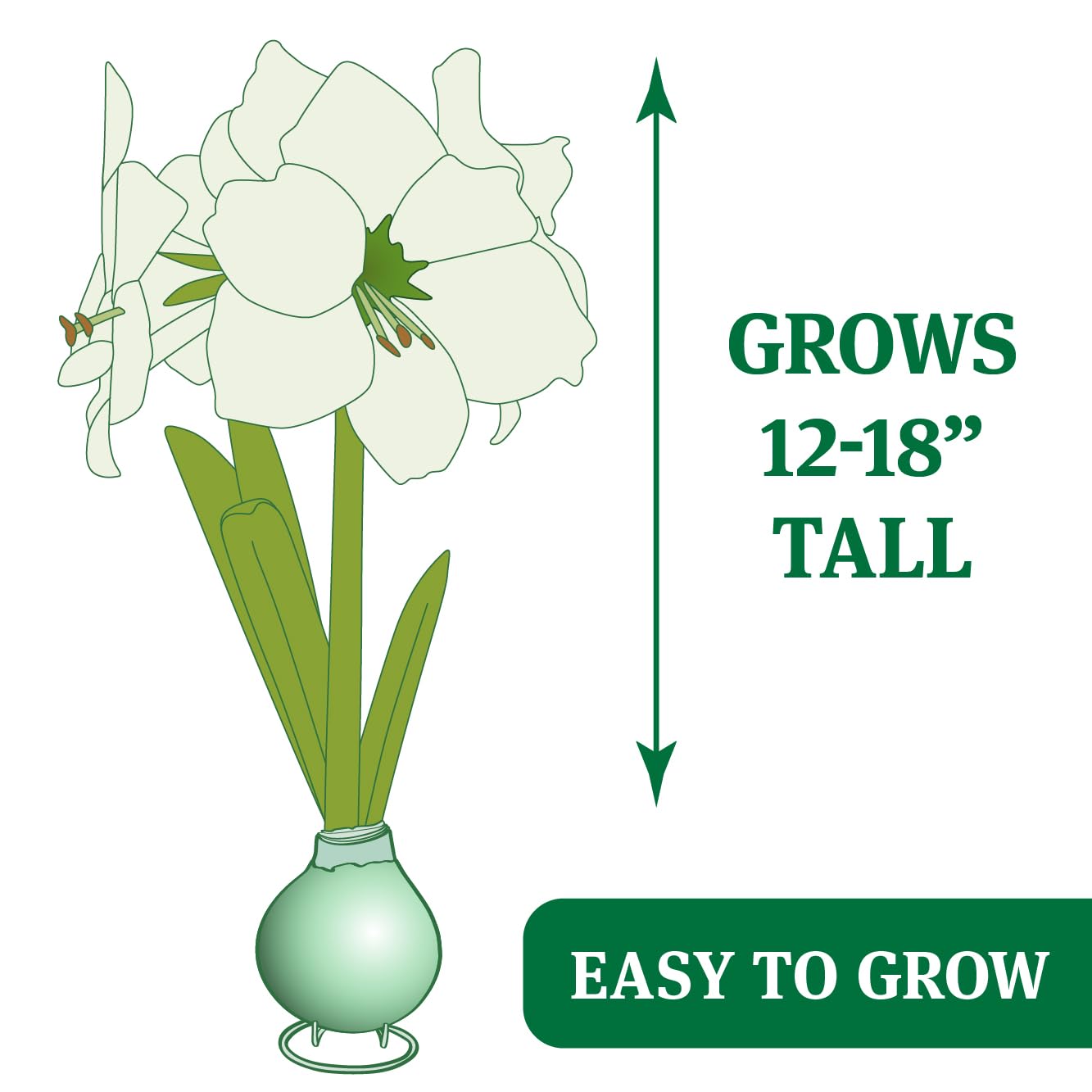 Tickled Pink Waxed Amaryllis Flower Bulb with Stand, No Water Needed