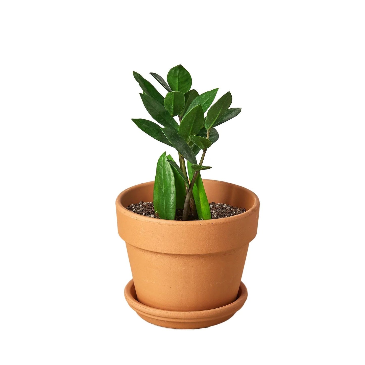 10 Pack Zamioculcas Zamiifolia ZZ in 4in Pot - Live Plants Tropical Houseplants | Variegated | USA Growers | The Snobby Leaf