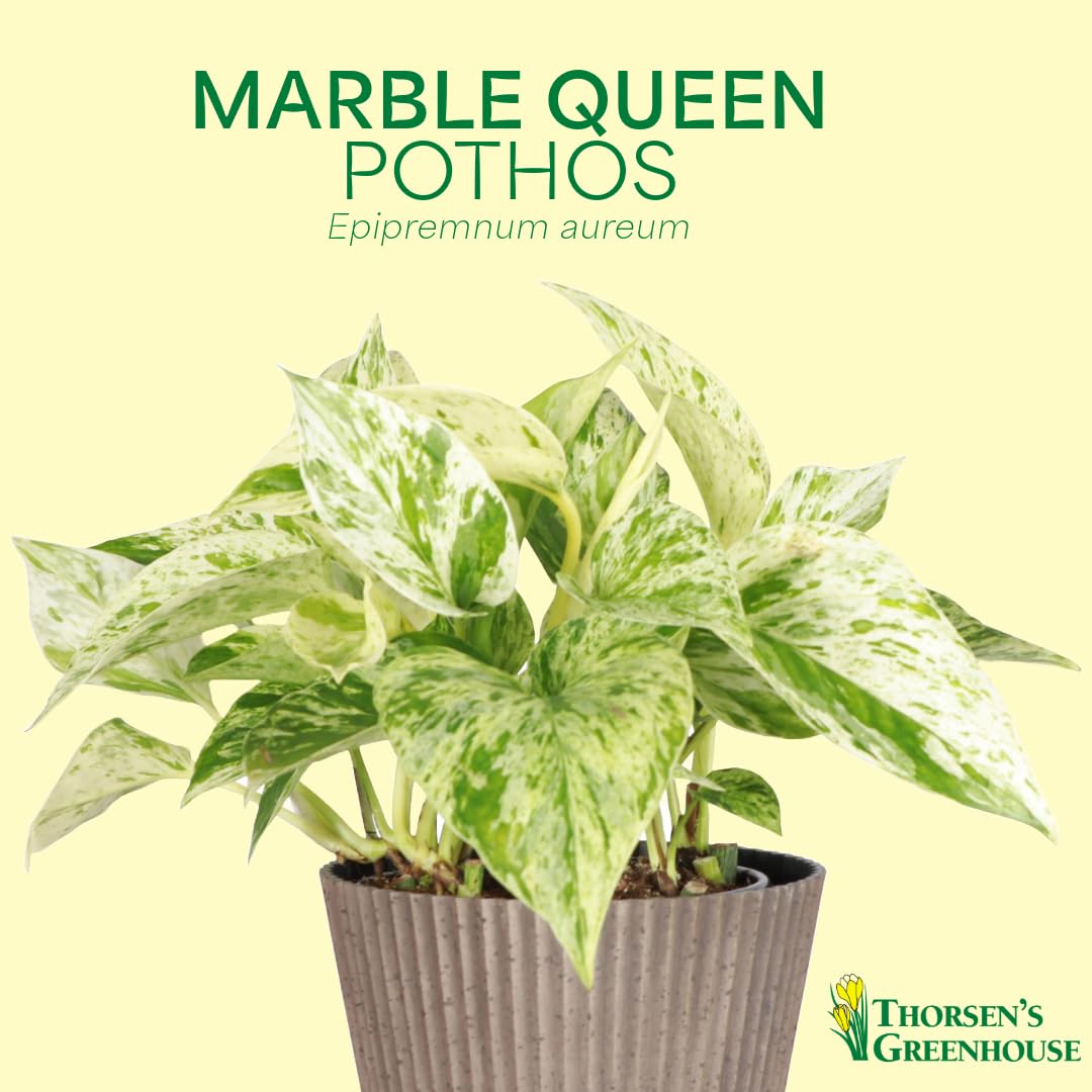 Thorsen's Greenhouse Marble Queen Pothos, Live Indoor Plant, Easy to Grow, Rare Variegated Houseplant, Natural Air Purifier, 6-inch Diameter Pot (Sage)