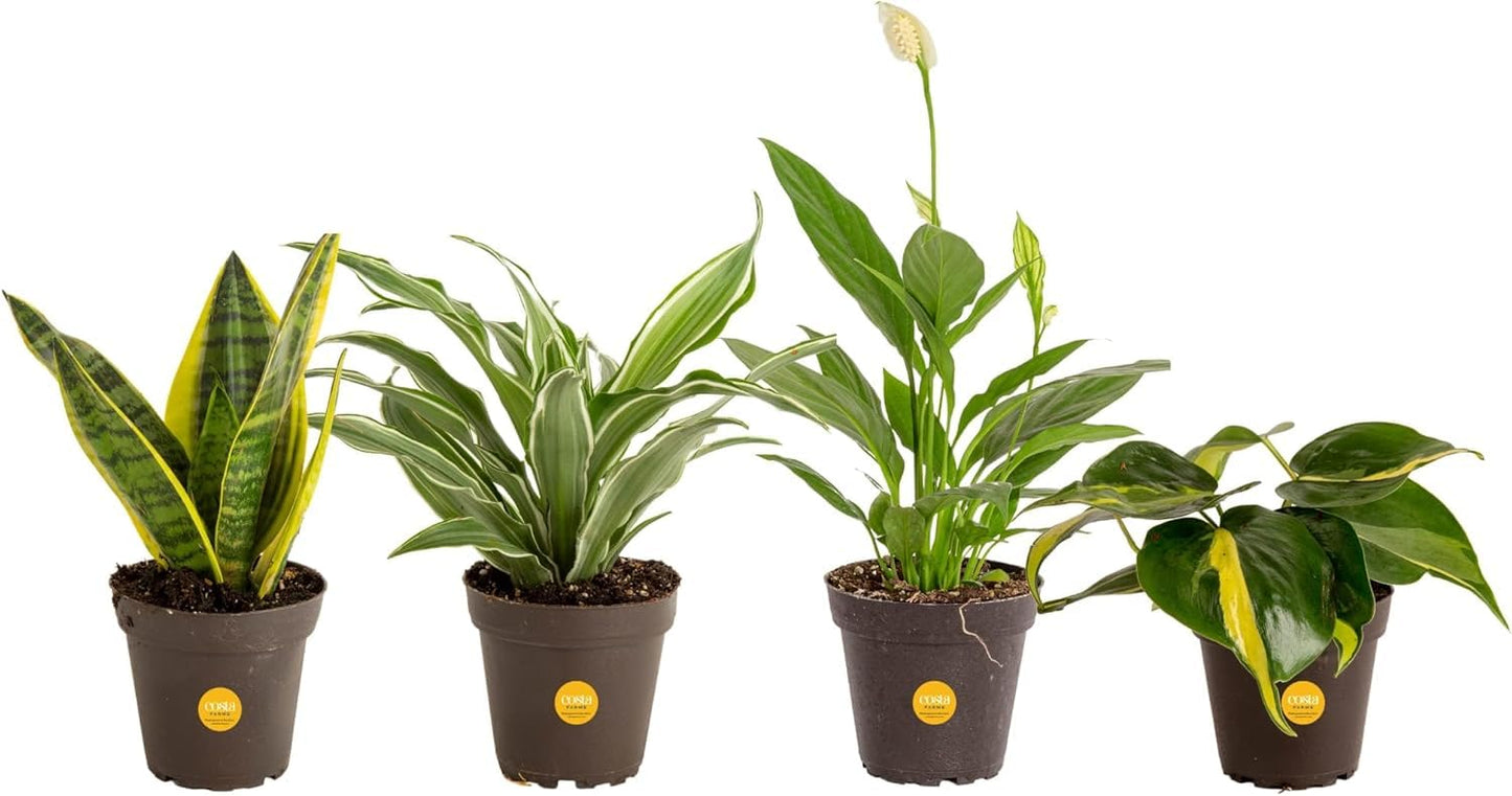 Costa Farms Live Indoor House Plants (4-Pack), Hand Selected Easy to Maintain Indoor Assorted Houseplants, Curated Air Purifying Mix, Low Light, Home Office Decor Plant Gift
