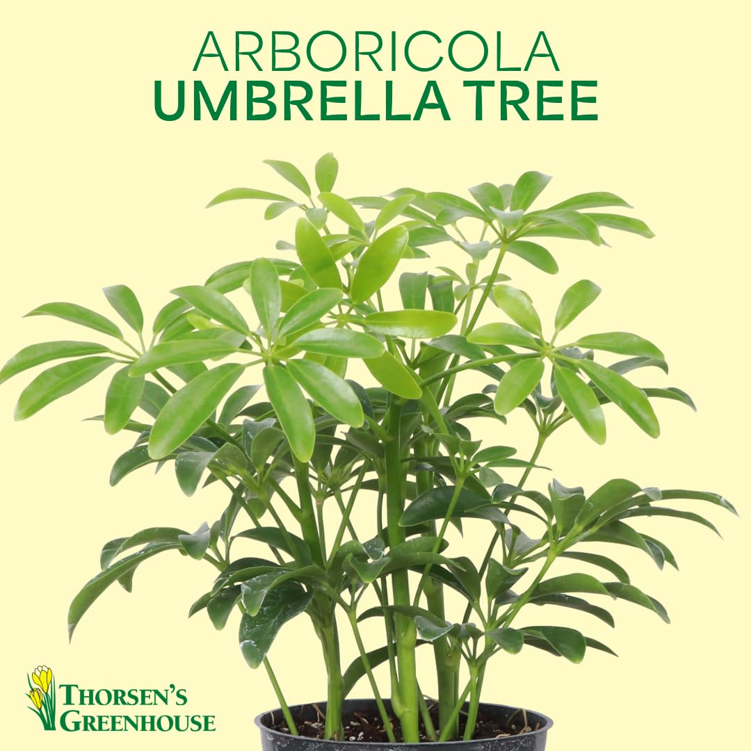 Thorsen's Greenhouse Live Arboricola Umbrella Tree Plant, Schefflera Arboricola, Natural Air Purifier, Easy to Grow, Live Indoor Houseplant, 4-inch Diameter (Lavender)