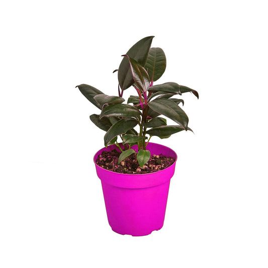 6 Pack Ficus Elastica 'Burgundy' - 6" Pot in 6in Pot - Live Tropical Houseplant - Easy to Grow | Air Purifying | Variegated | USA Growers | The Snobby Leaf
