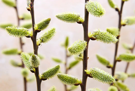Pussy Willow Tree Cutting to Plant - Grow Stunning Weeping Catskin Willow Trees