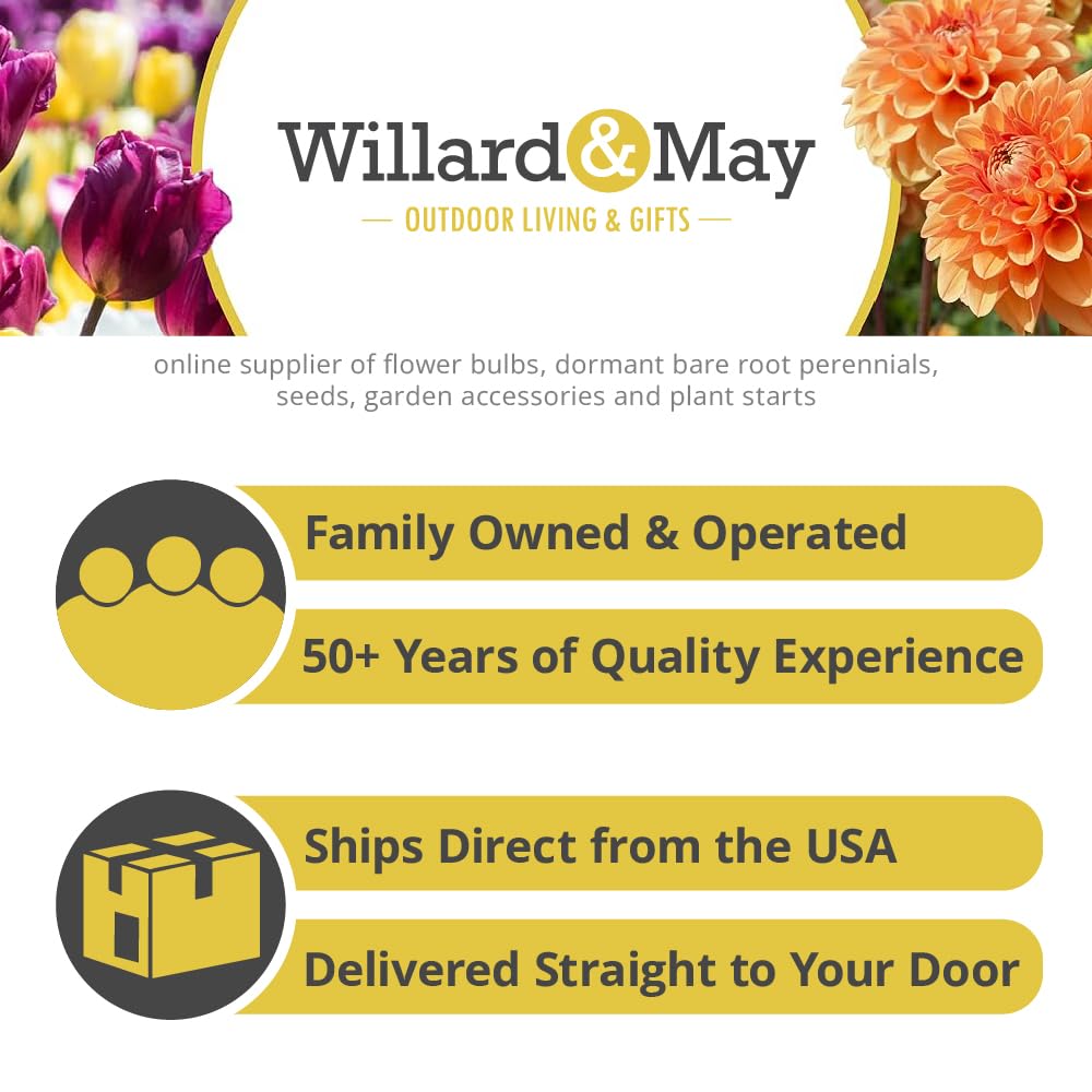 Complete Cut Flower Perennial Flower Bulb Garden - 27 Bulbs for 50 Days of Continuous Blooms (Summer Color from July Through October) - Easy to Grow Summer Planting Bulbs by Willard & May