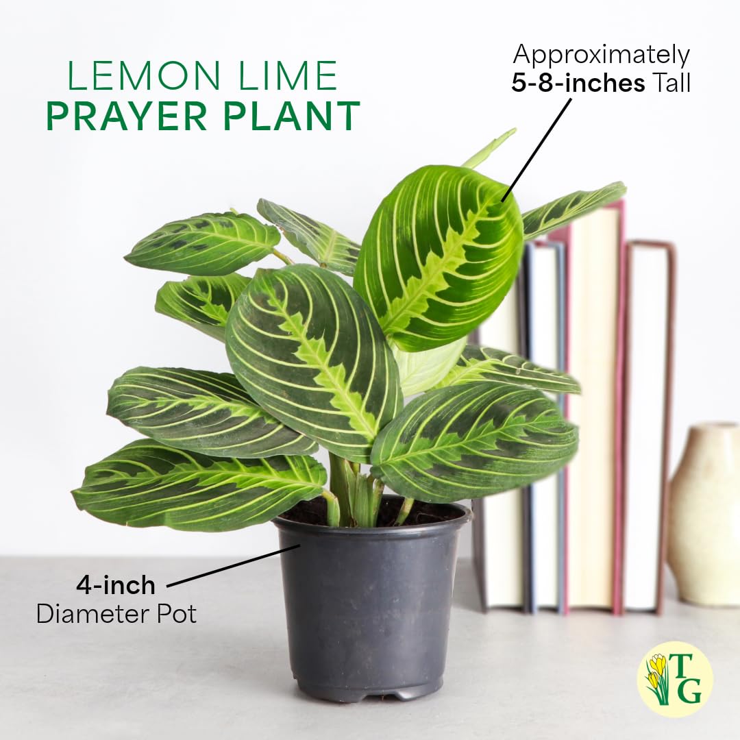 Thorsen's Greenhouse Lemon Lime Prayer Plant, Live Indoor Plant, Pet Friendly, Attractive Houseplant, Lemon Maranta, Natural Air Purifier, Easy to Grow, 4" Diameter Pot, White