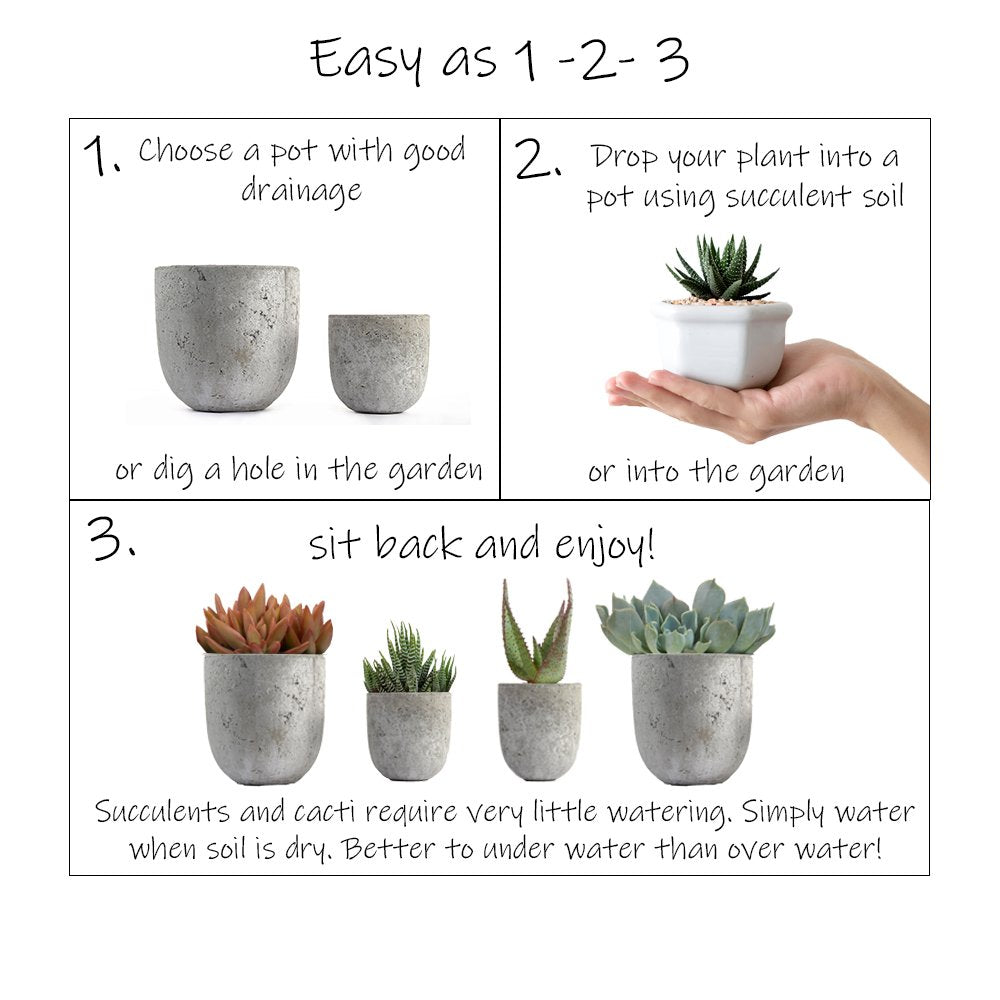 Altman Plants, Assorted Cactus Plants Live Succulents (3 Pack), Live Cactus Plant Lover Gifts, Cacti Succulents Plants Live Houseplants, Succulent Indoor Plants Live Plants in Cactus Soil Potting Mix